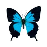 Ulysses Butterfly (Papilio Ulysses)