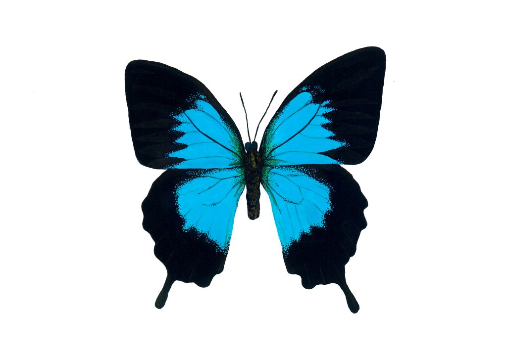 Ulysses Butterfly Papilio Ulysses 